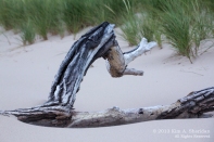 Driftwood on the beach, Ludington, Michigan