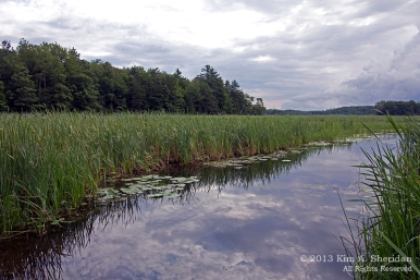 Marsh on Hamlin Lake