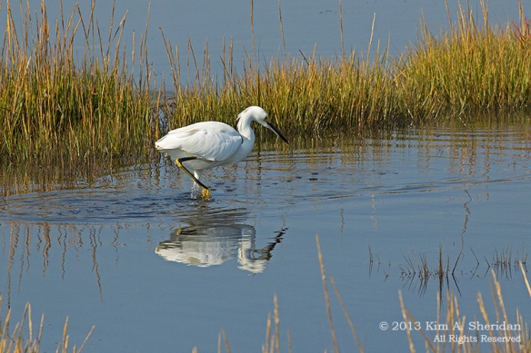 Cape May Skimmer Egret_6493 a