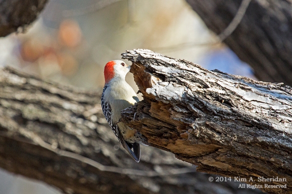 TX White Rock Lake Red-bellied Woodpecker_7816a