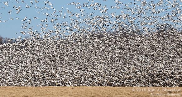 Middle Creek Snow Geese_2763